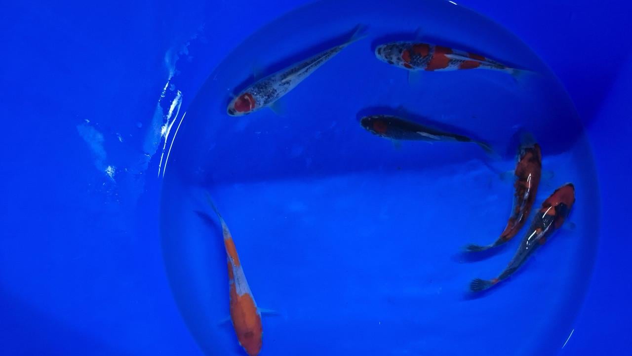 Diamand steur en mooie koi