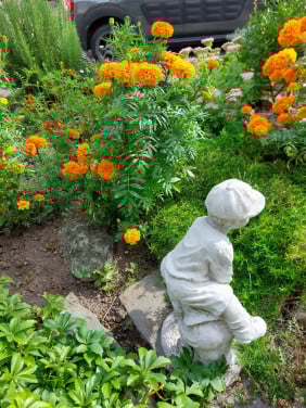 SIERTUIN EN MOESTUIN PLANTEN + BOMEN bij DE VOORDEUR