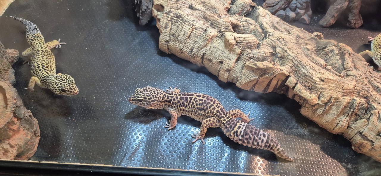TE KOOP Luipaardgekko's