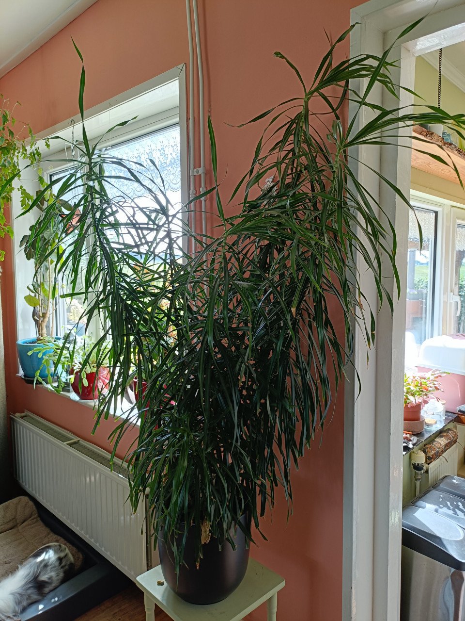 Grote kamerplant