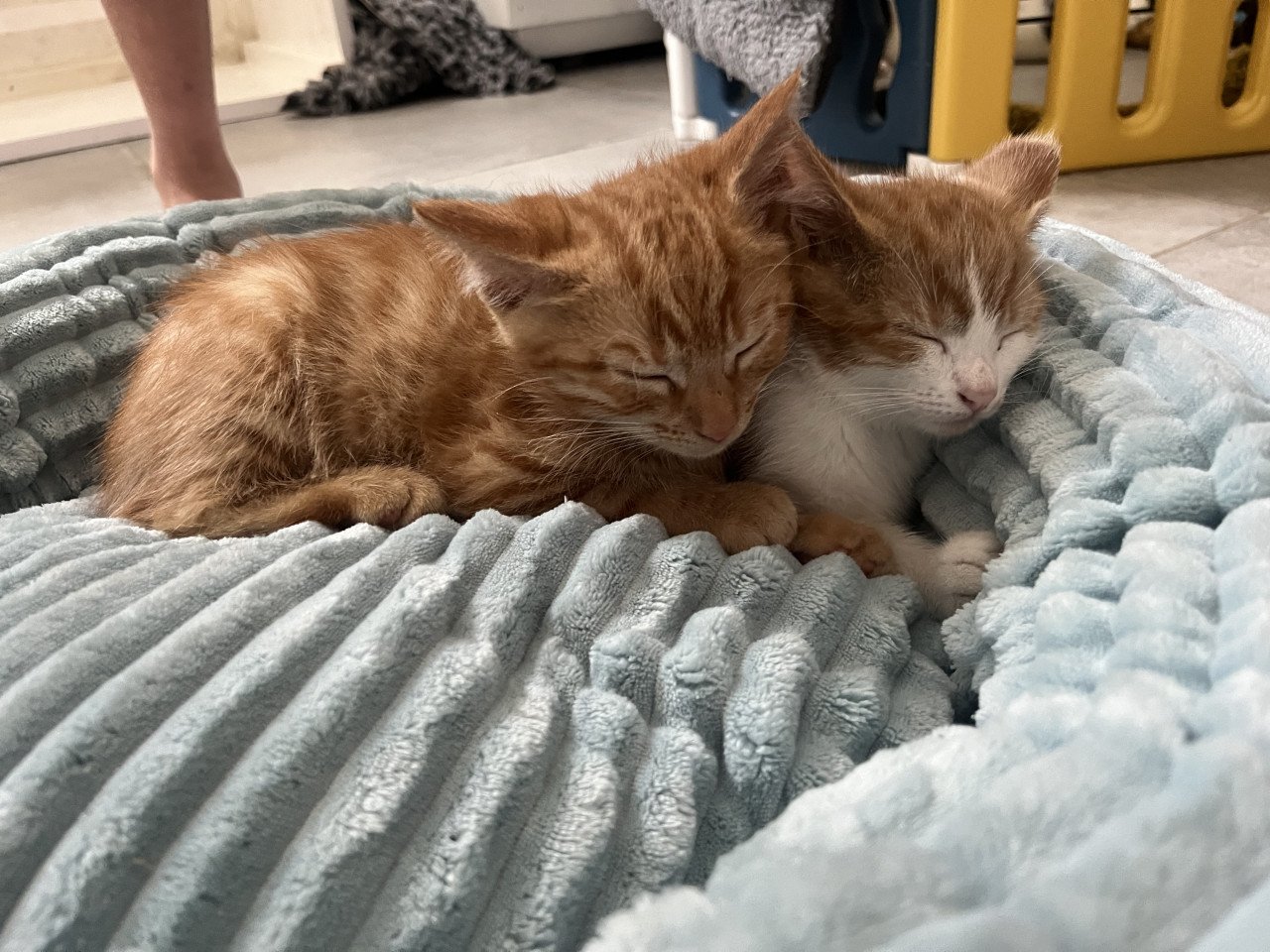 Kitten