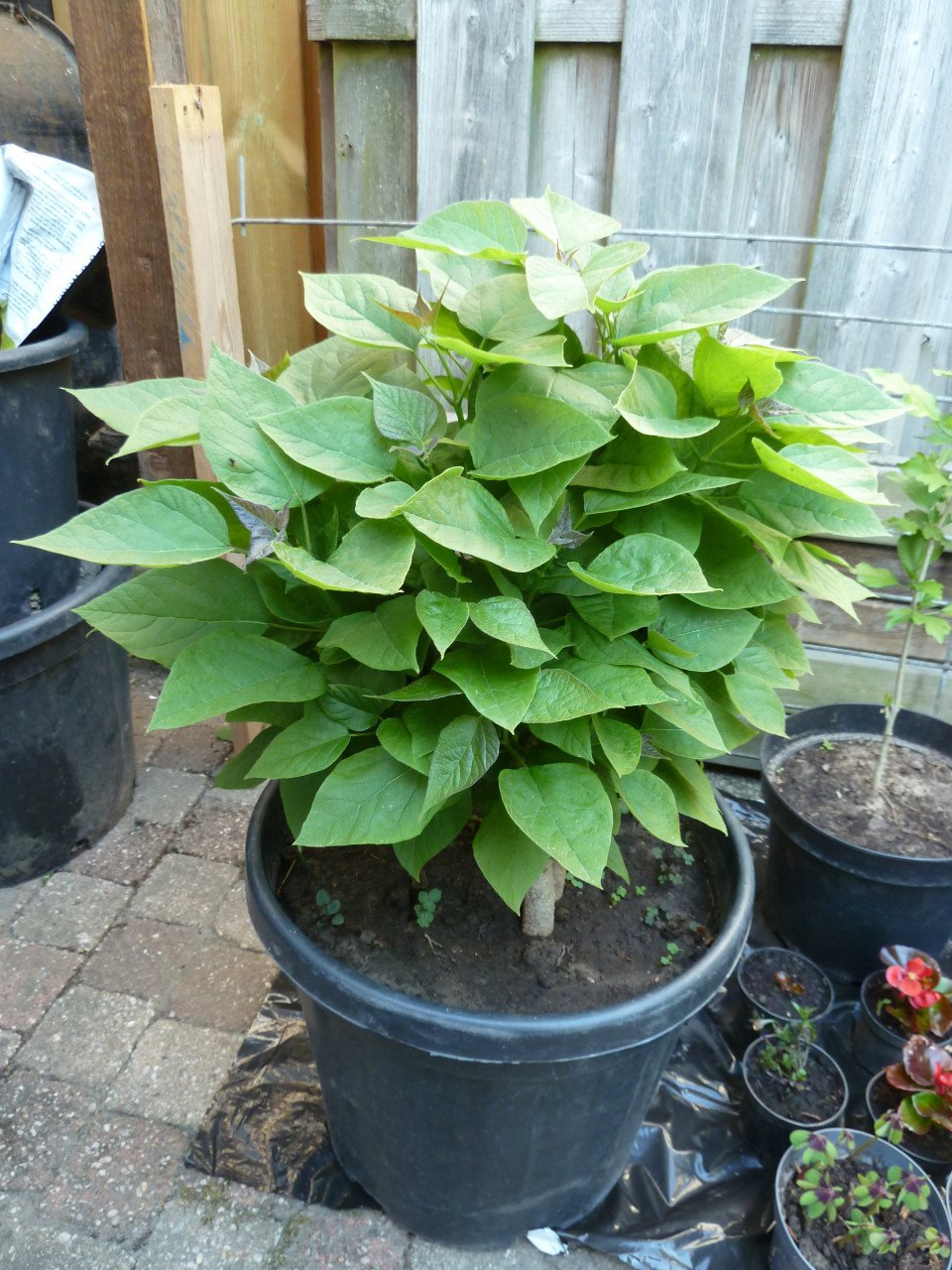 OPRUIMING VASTE PLANTEN