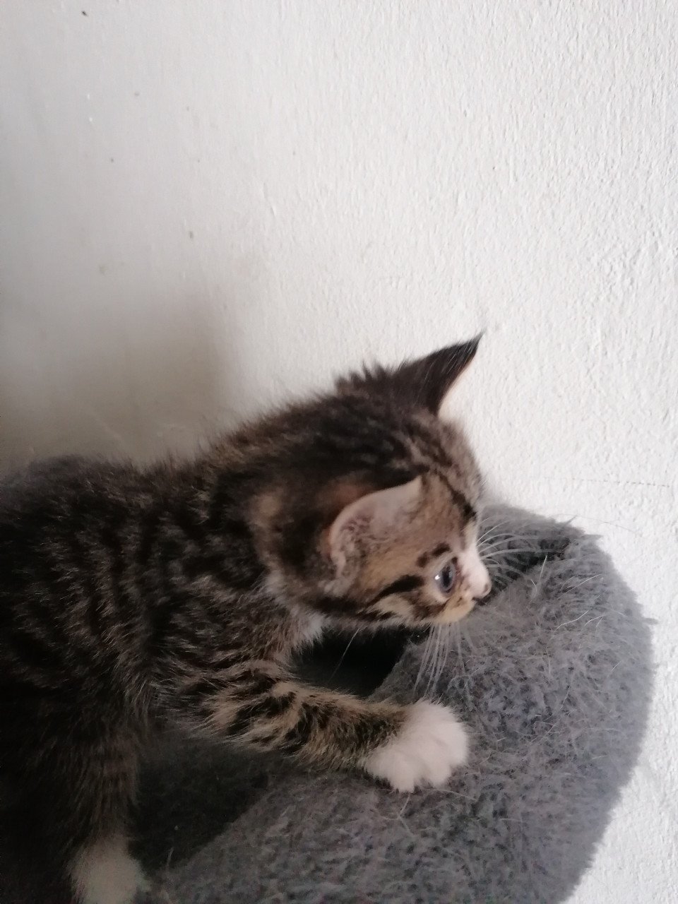 5 kittens