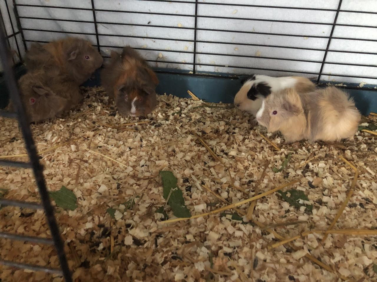 Baby cavia’s, mooie kleuren!
