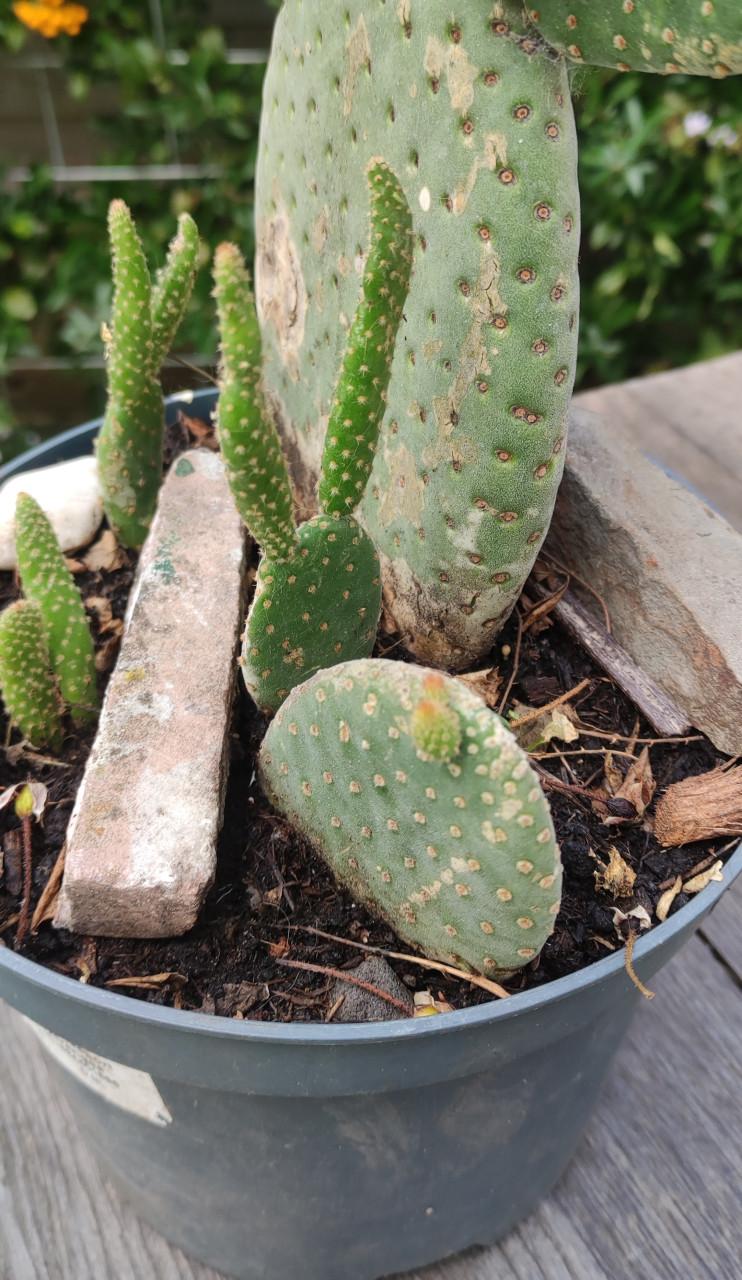Vijgcactus - schijfcactus - (Opuntia ficus-indica)