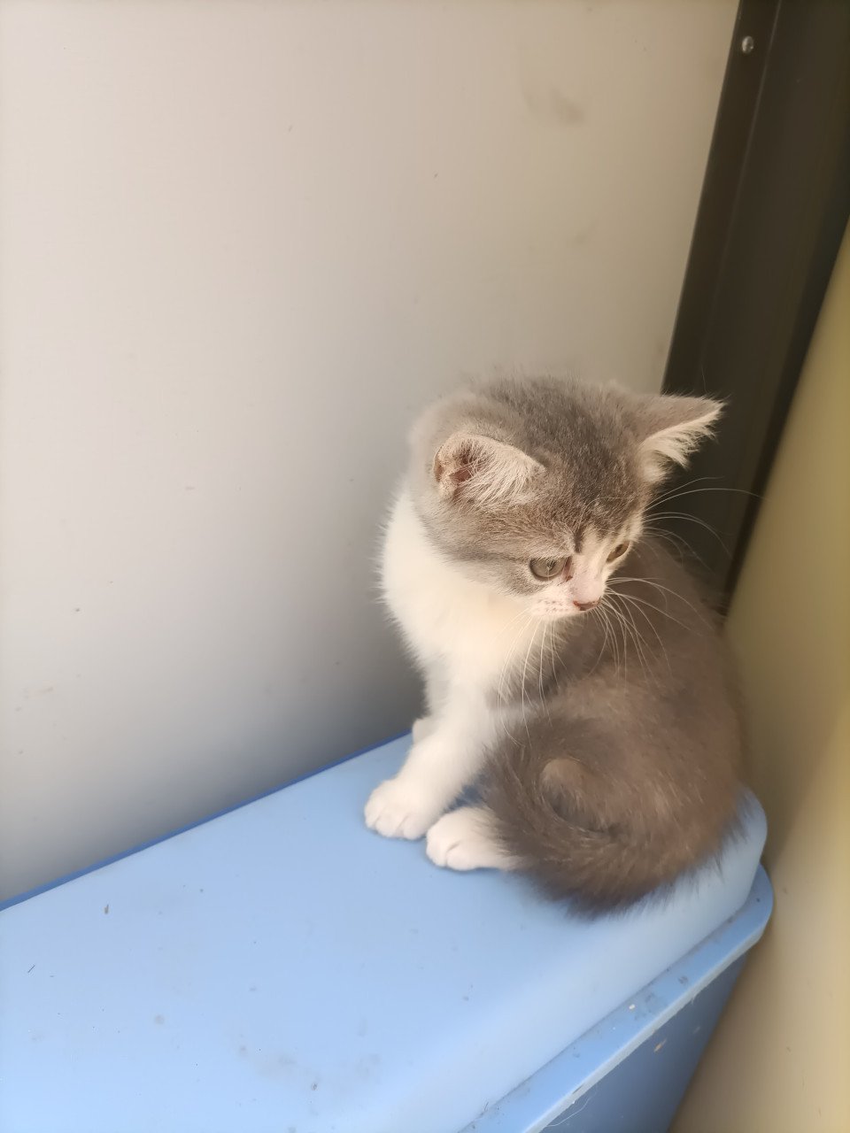 Kruising kittens