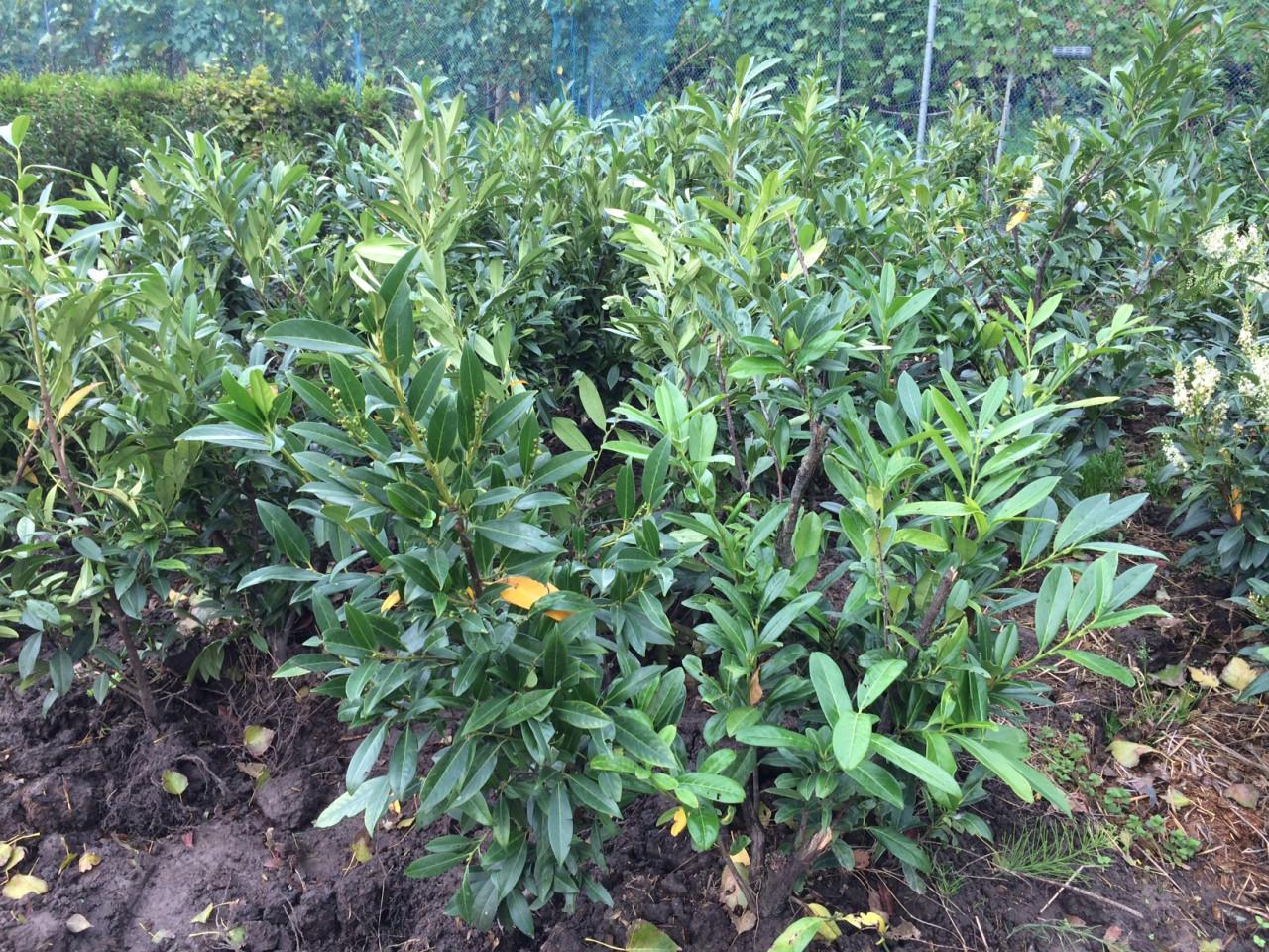 Laurierstruiken Prunus Herbergii