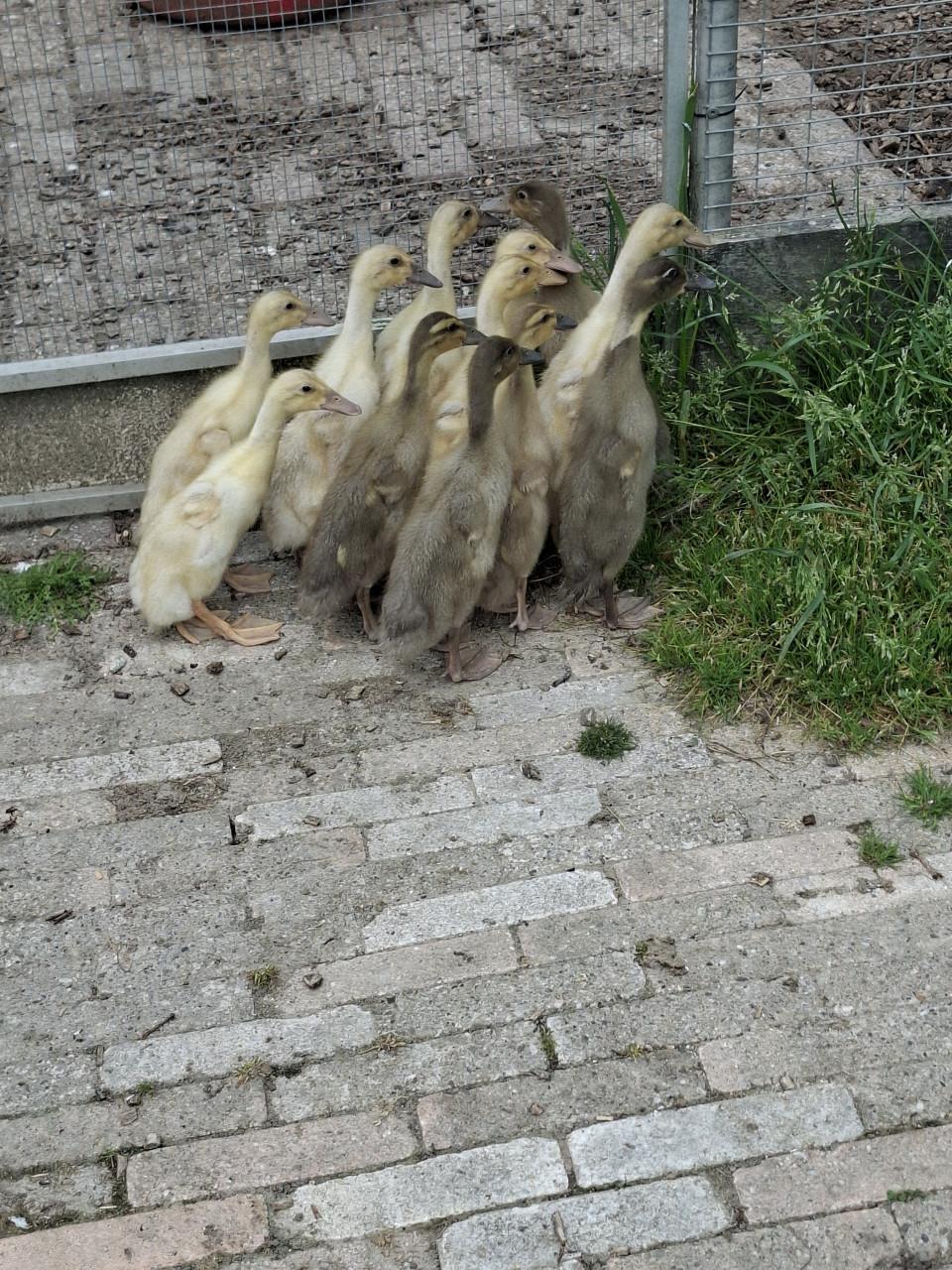 Jonge loopeendjes