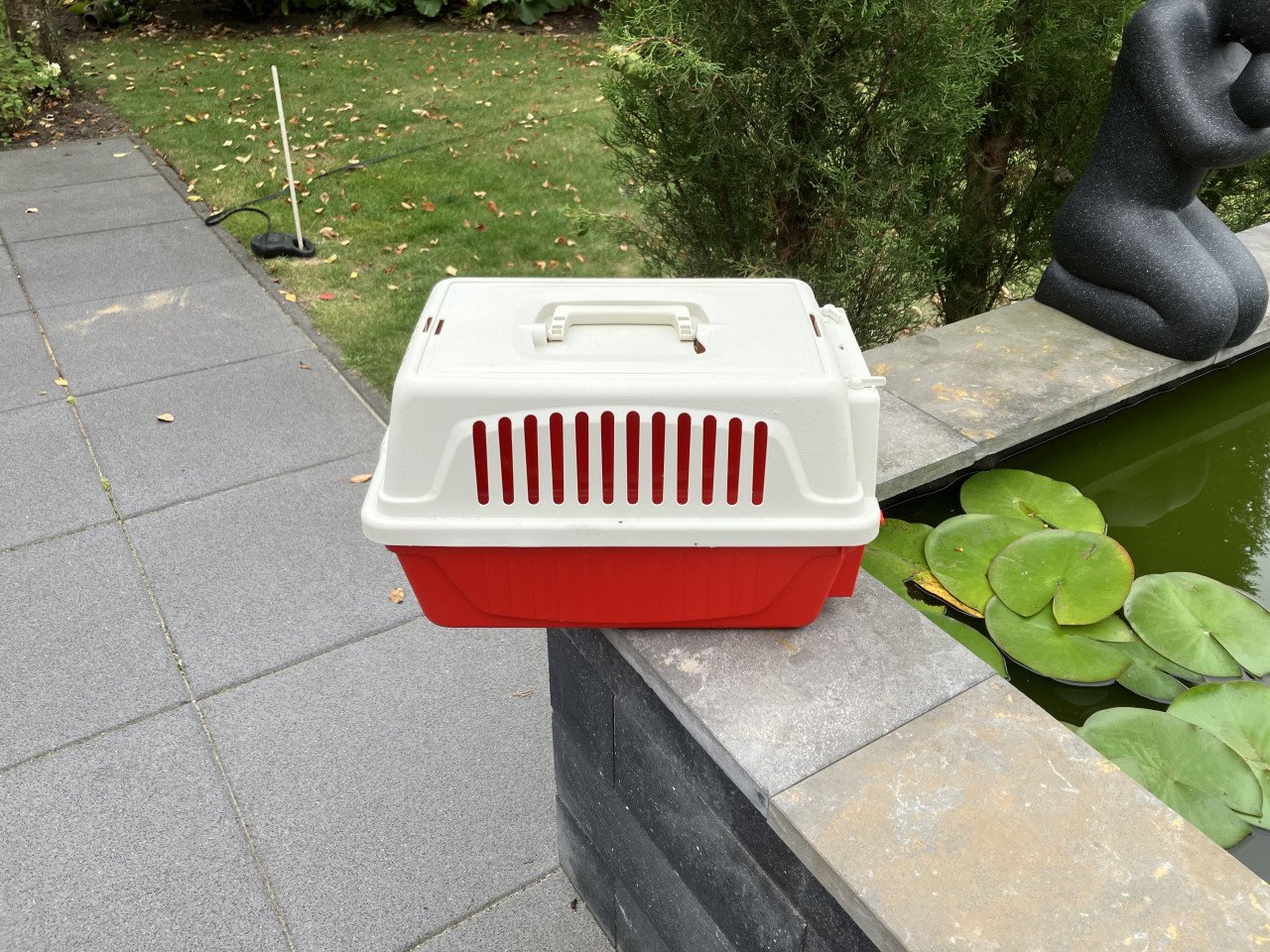 Reismandje poes of cavia