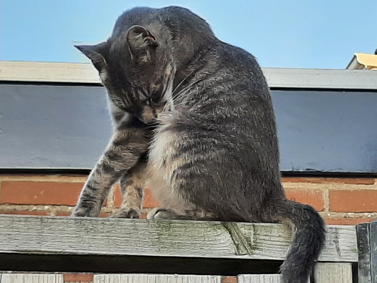 Lieve blauwe streep. Poes