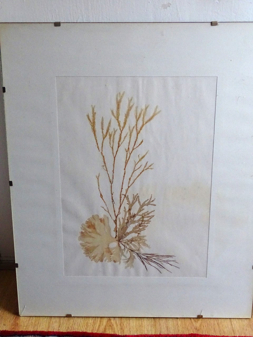 OPRUIMING Zeewier Koraal Collage B. Entrop Compositie