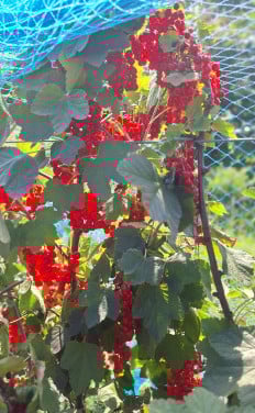 Zomerfruit