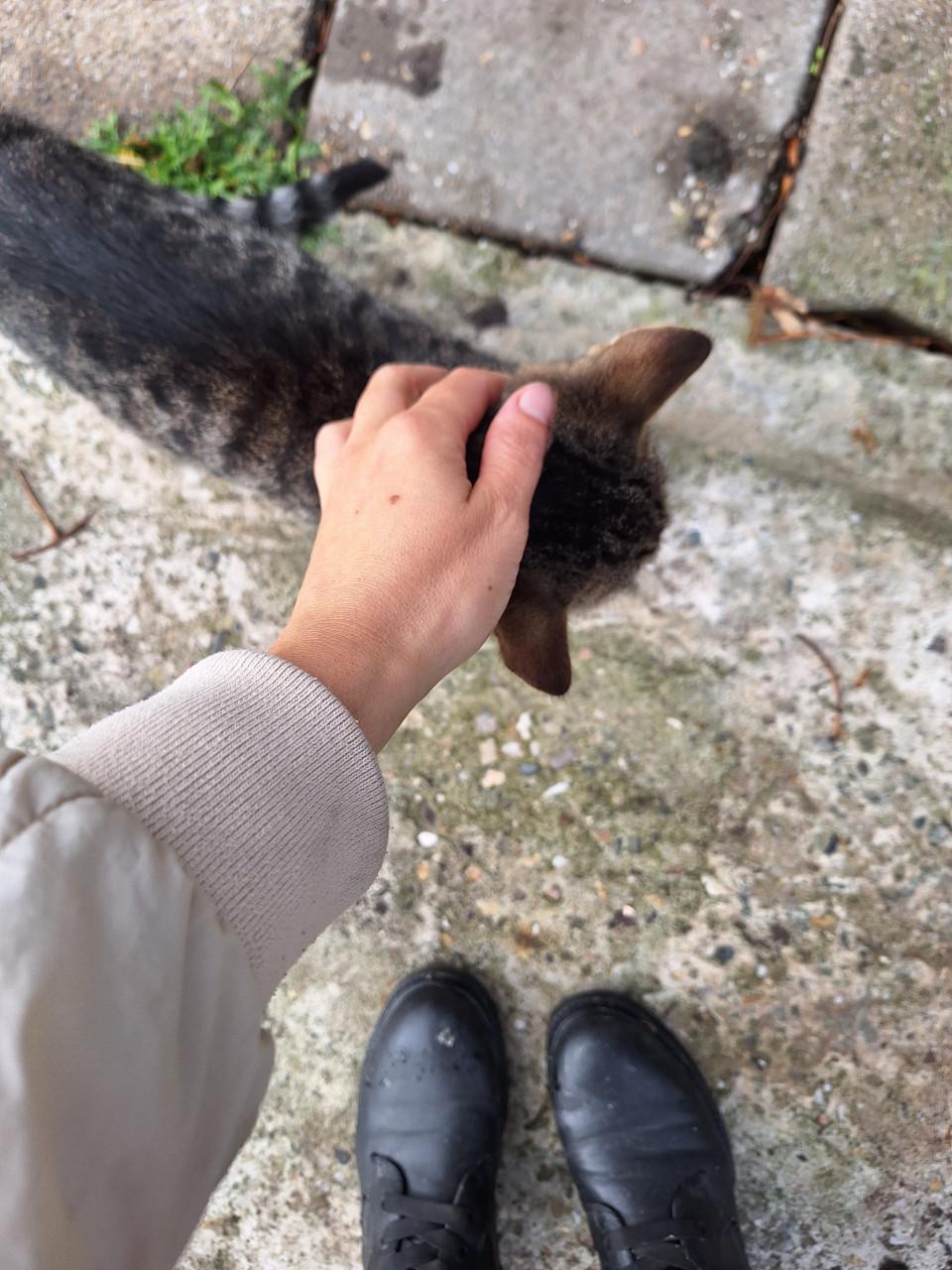 Aanhankelijke Kitten