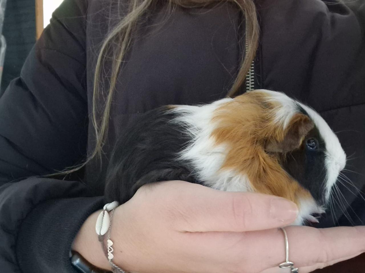 Knappe cavia’s!!