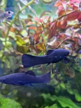 Black molly vis aqaurium