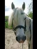 Lieve welsh-B pony
