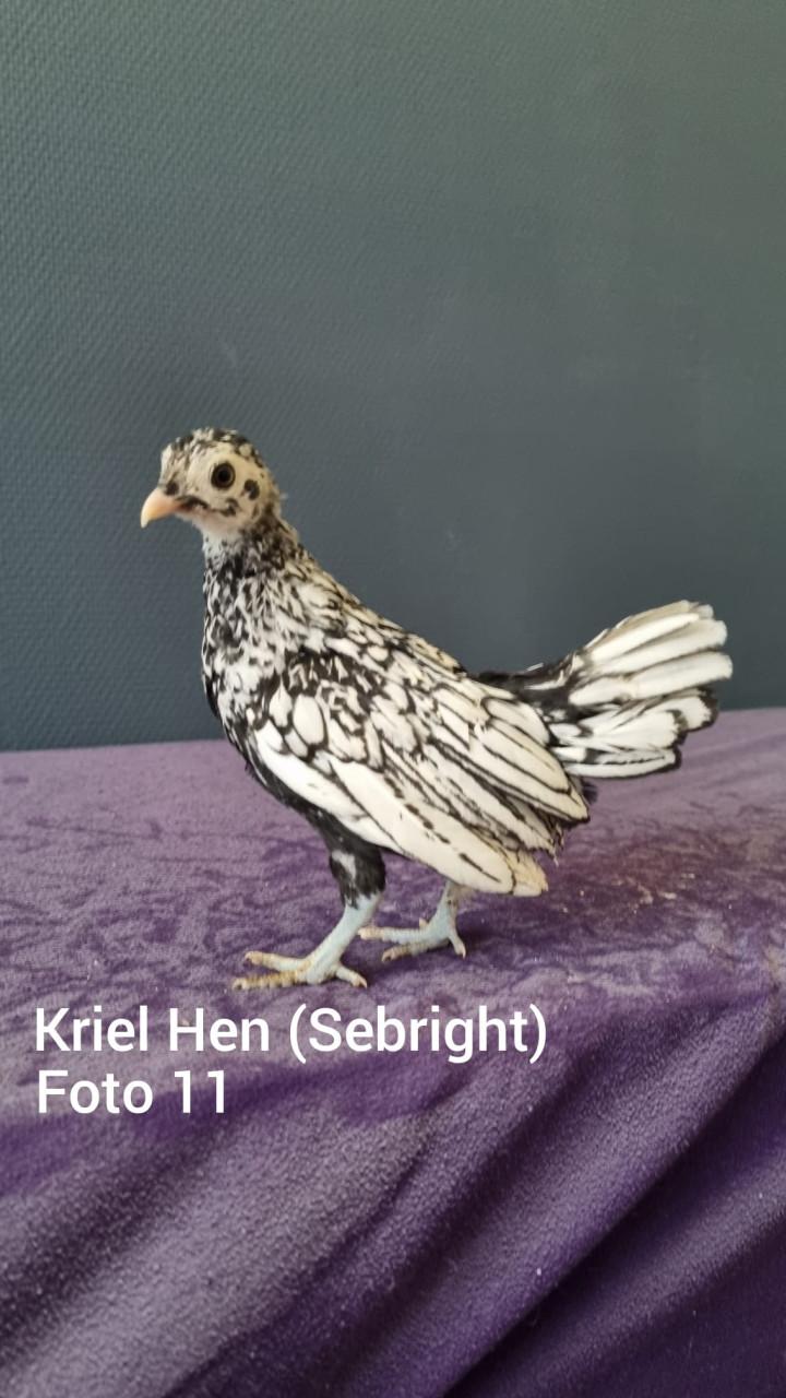 Kriel kuikens