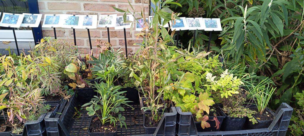 Het plantenkraampje sluit op 1 november ! Kom nog snel even langs...