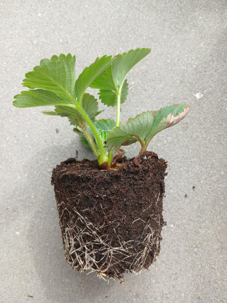 Aardbeiplantjes