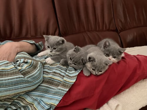 Brits Korthaar kittens