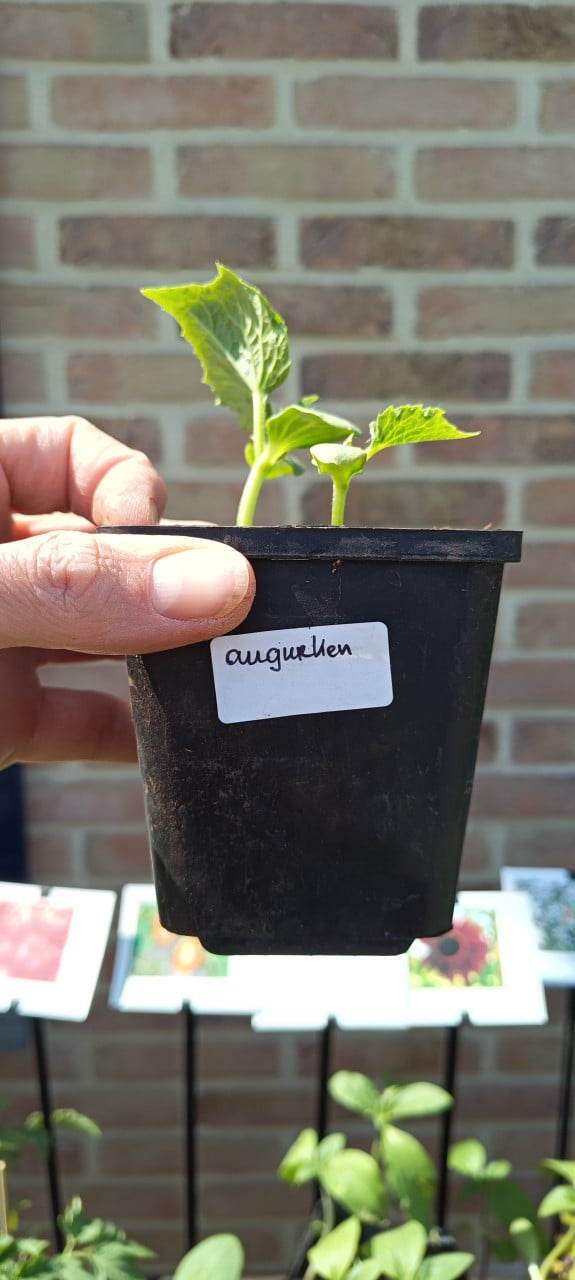 Nu ook groenteplanten in ons plantenkraampje voor €1,25 p/st. ++ TIP ++