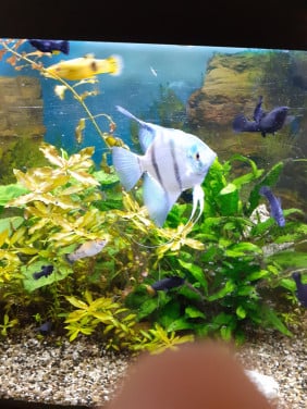 2 grote blauwe maanvissen.