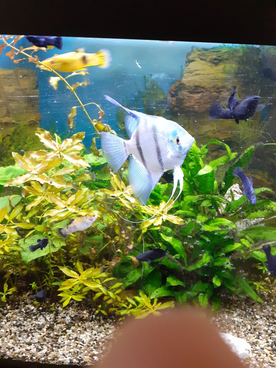 2 grote blauwe maanvissen.