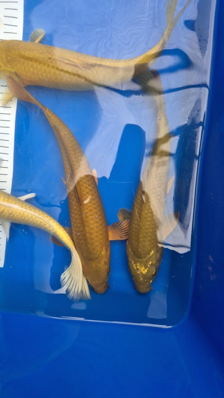 Diamand steur en mooie koi