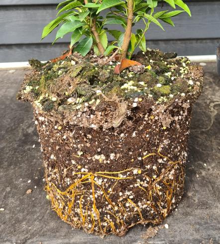 Portugese laurier potgekweekte haagplanten