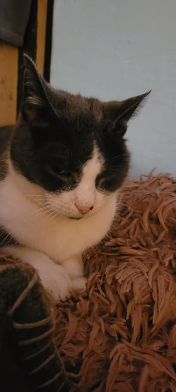 Herplaatsing (oudere) katten