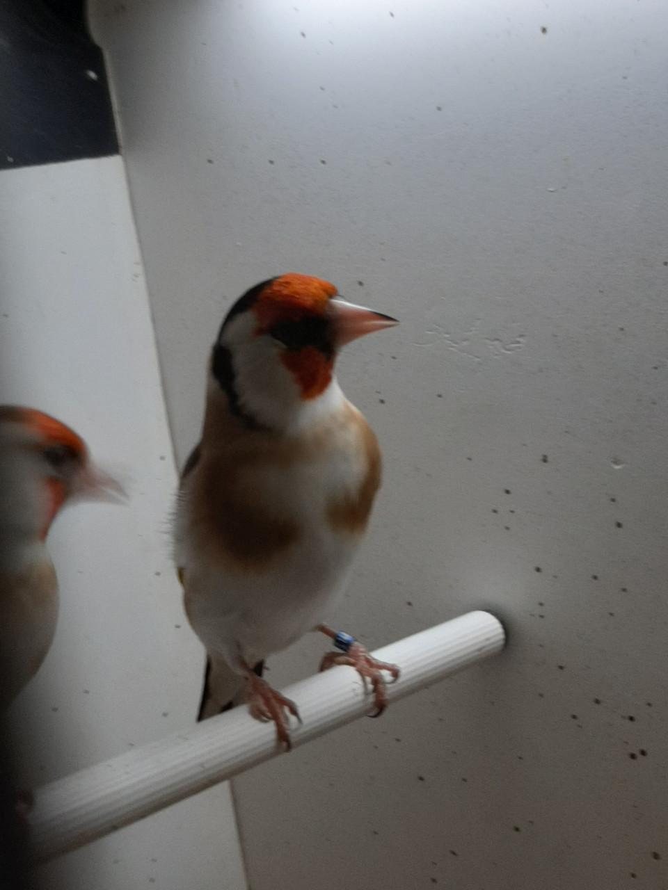 2 koppels putters en losse pop