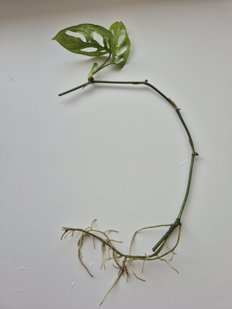 Monstera monkey mask stekje