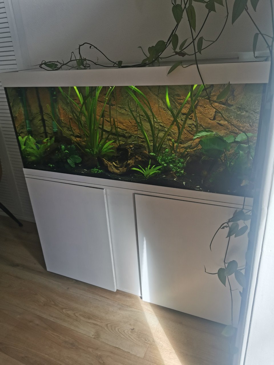 Compleet aquarium
