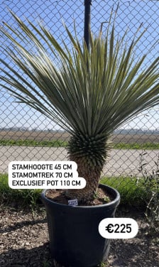 Yucca Rostrata