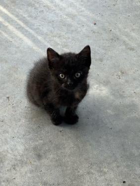 Kittens