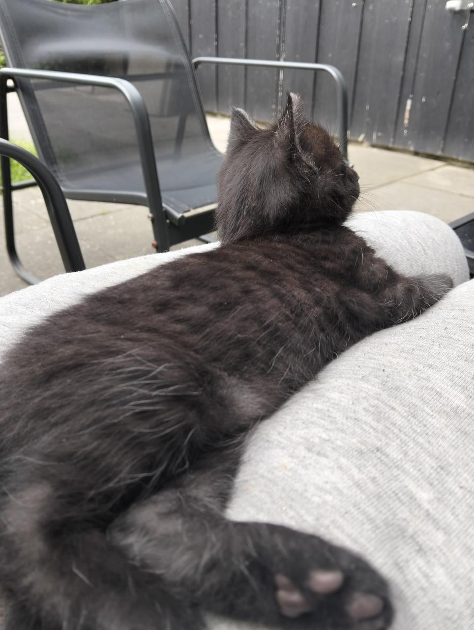Kitten - mannetje