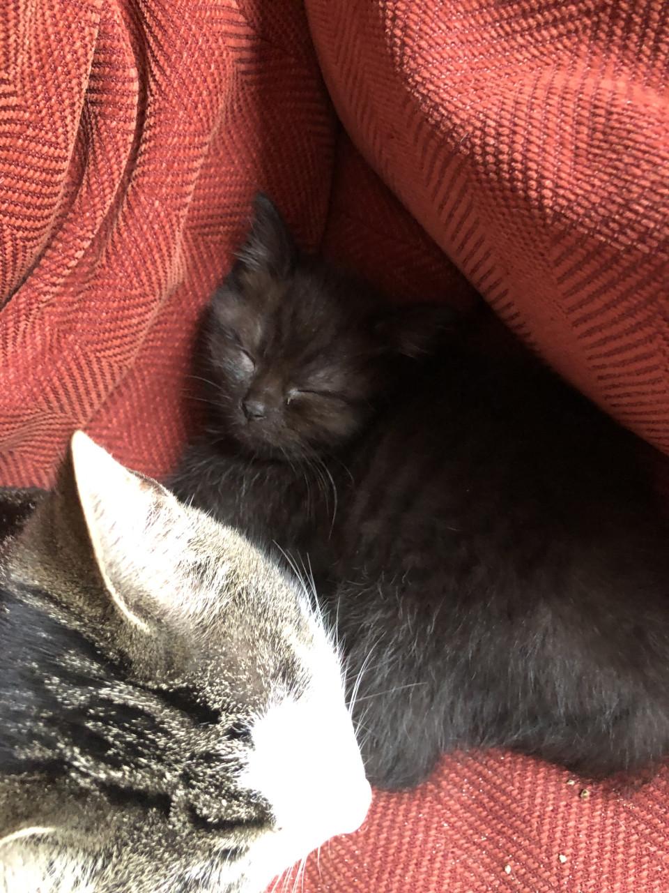 Lieve kittens