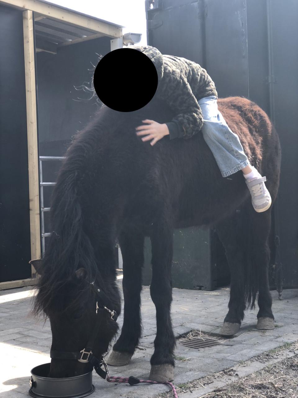 Lieve 5 jarige pony ruin