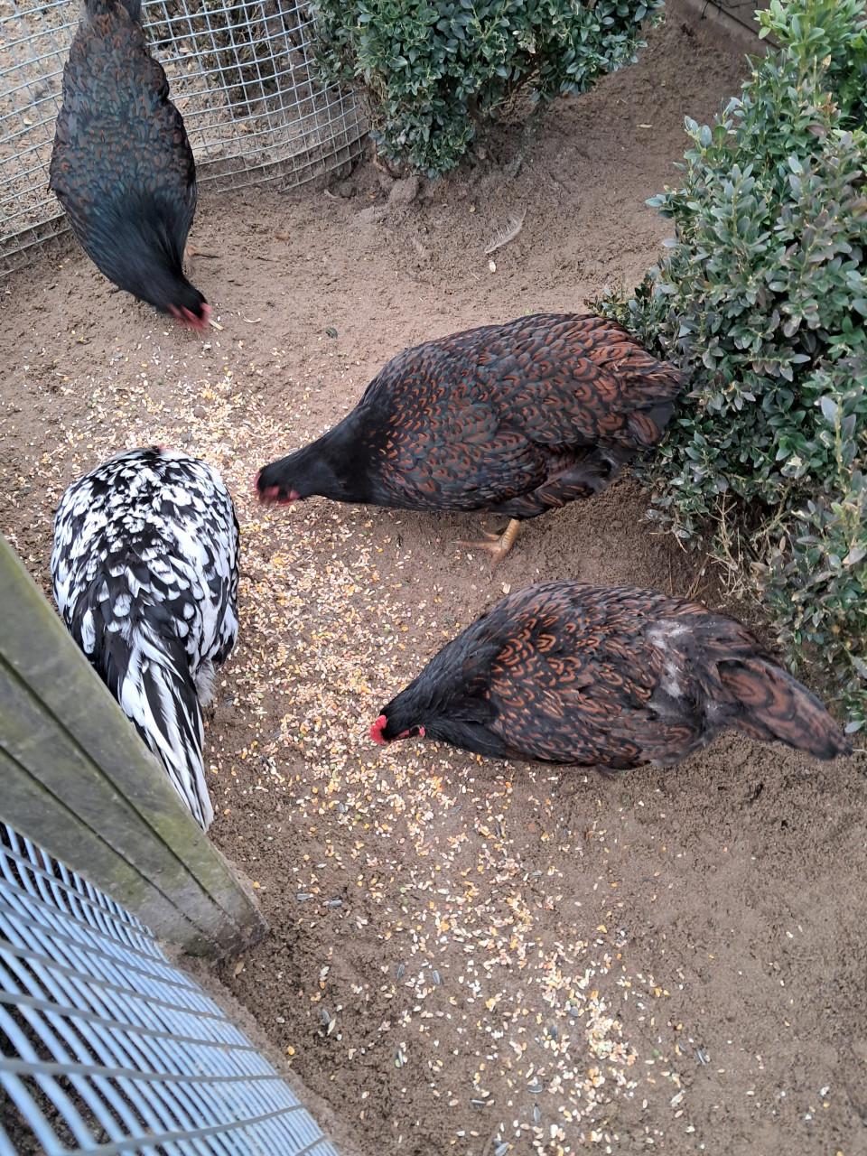 1 Dubbelgezoomde barnevelder te koop