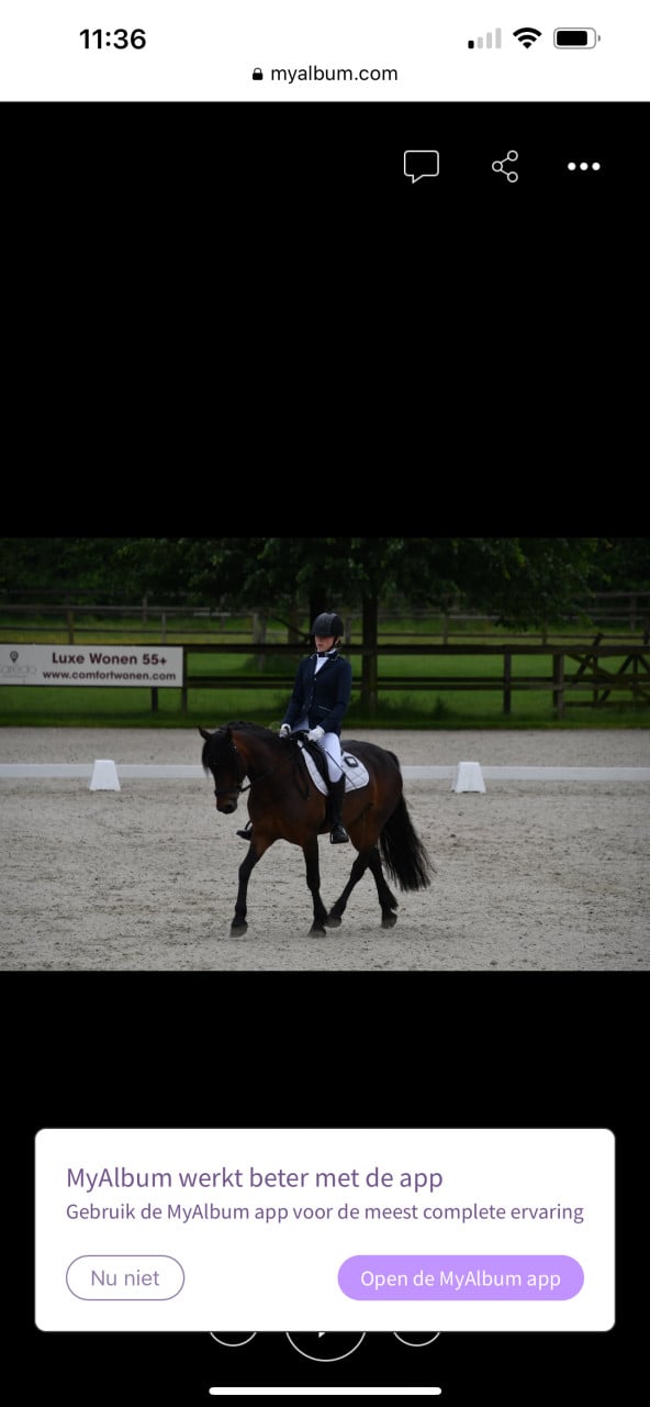 Wels cob C pony