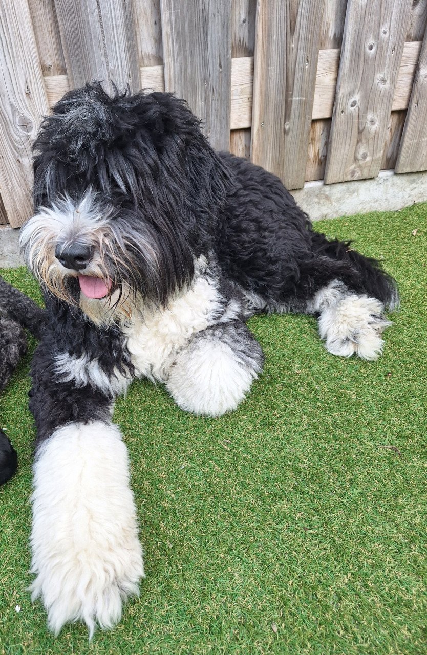 Bernedoodles One love
