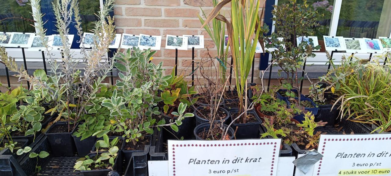 Het plantenkraampje sluit op 1 november ! Kom nog snel even langs...