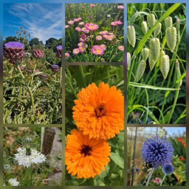 Bloemenzaden uit eigen onbespoten tuin