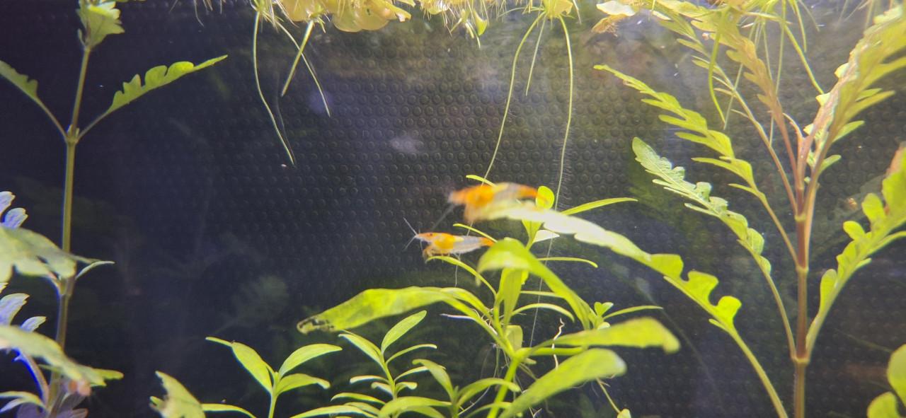 Oranje rili garnalen