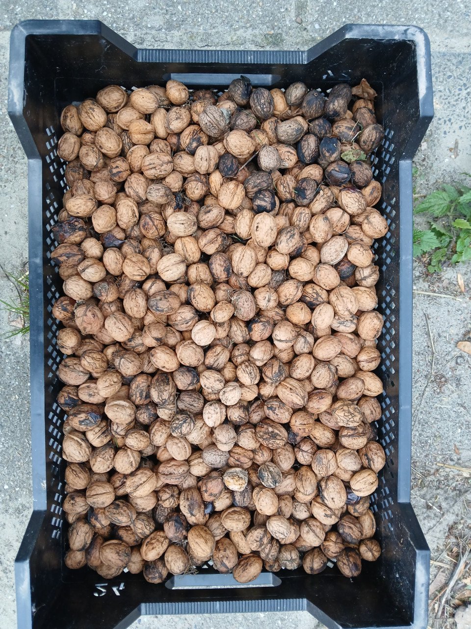 Biologische walnoten uit eigen tuin
