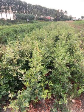 Steeneik voor een haag (quercus ilex)