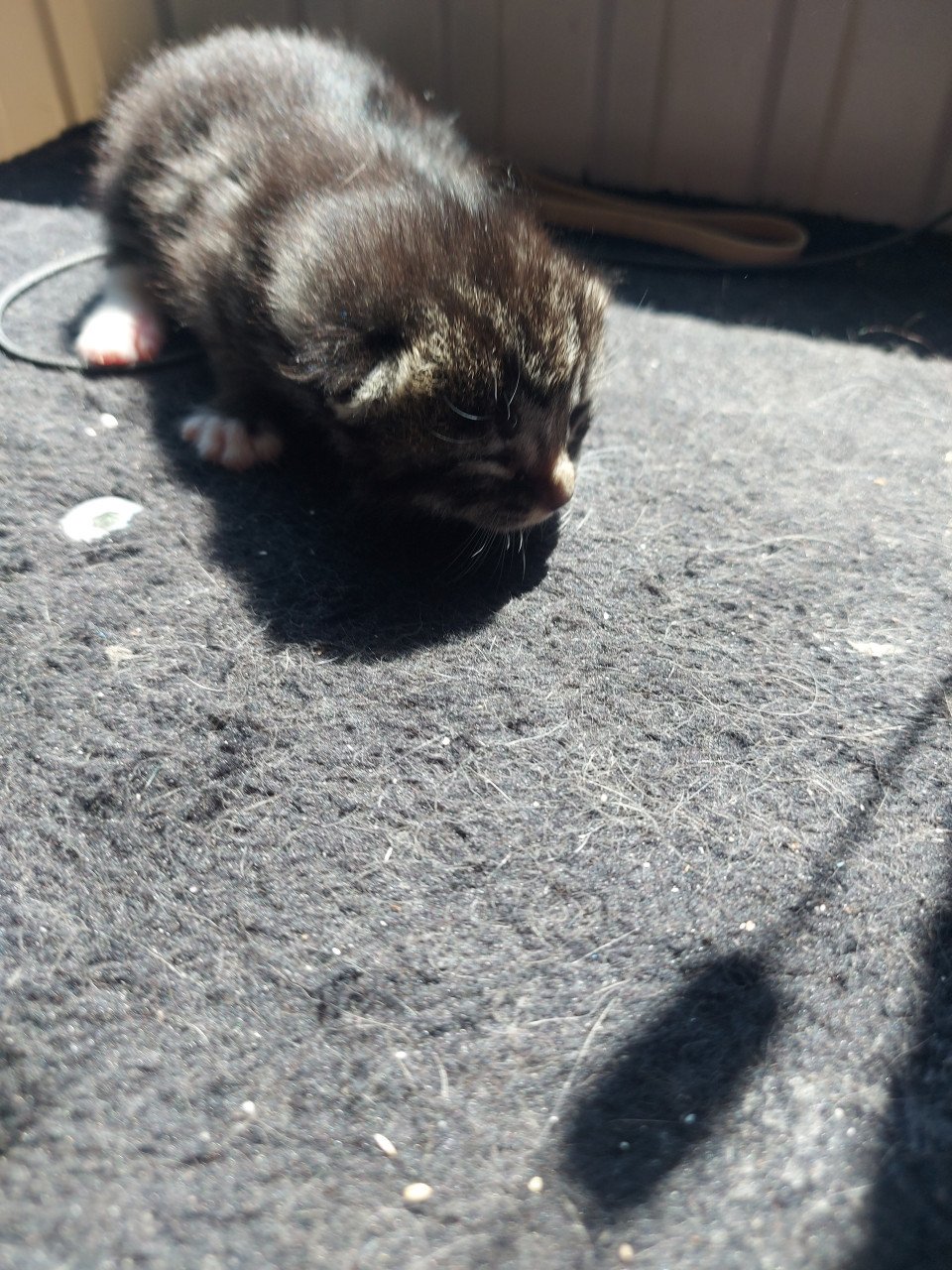4 kittens 50 euro per kitten