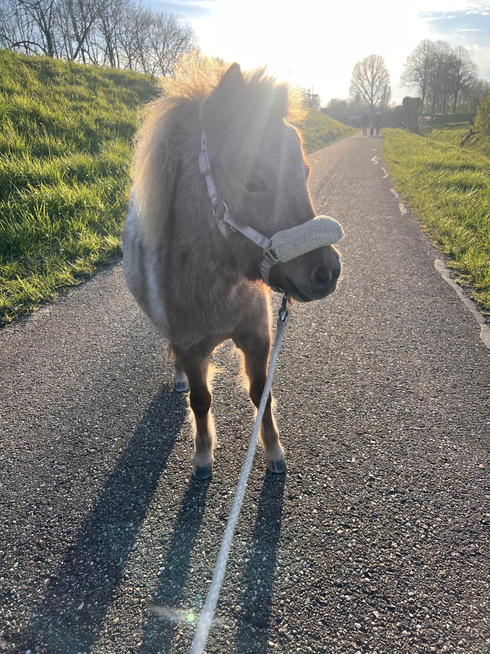 Gezocht verzorgster voor mini paardjes