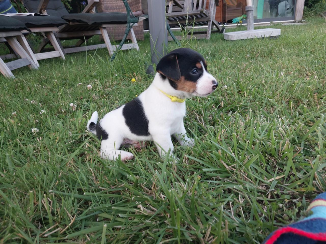 Puppy's