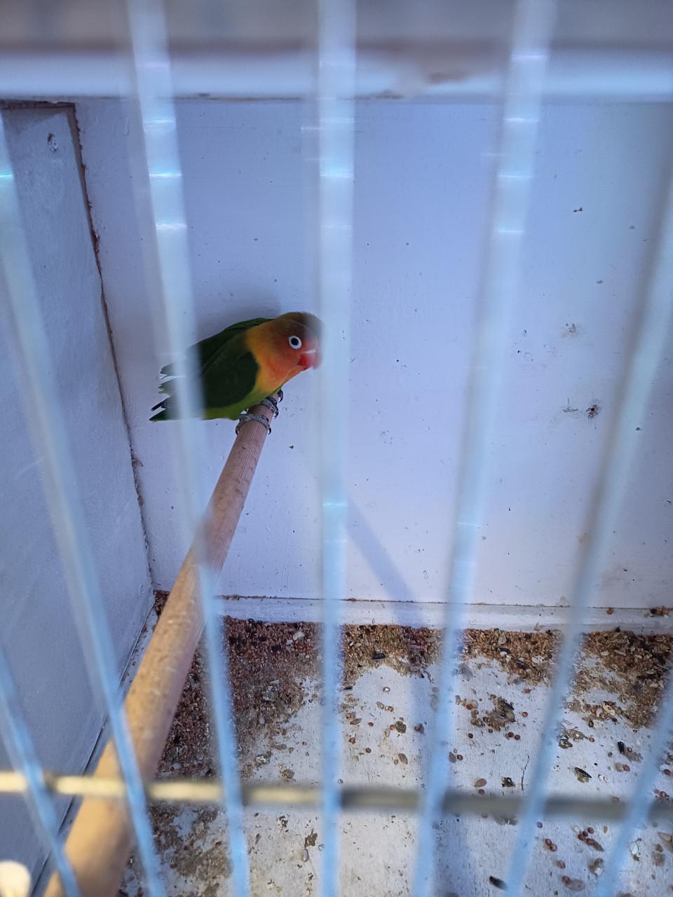 8 agapornissen met kooi en alle toebehoren